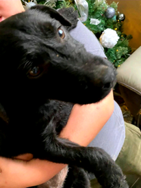 plummer terrier for sale gumtree